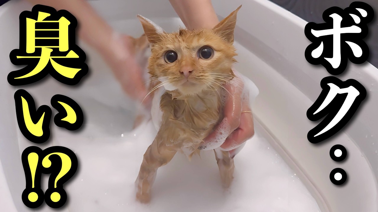 Спасенный котенок ужасно пахнет! Бывший грумер купает его