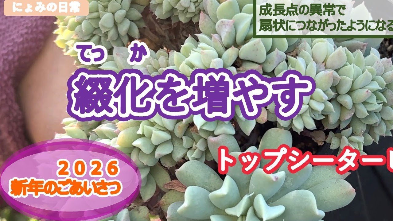 綴化（てっか）を増やす#6【多肉植物】#トップシータービー#新年のご挨拶