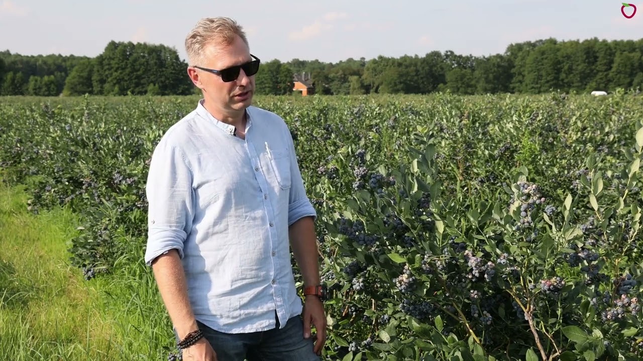 Praktyczne wskaz&oacute;wki z plantacji bor&oacute;wki odmiany 'Draper'