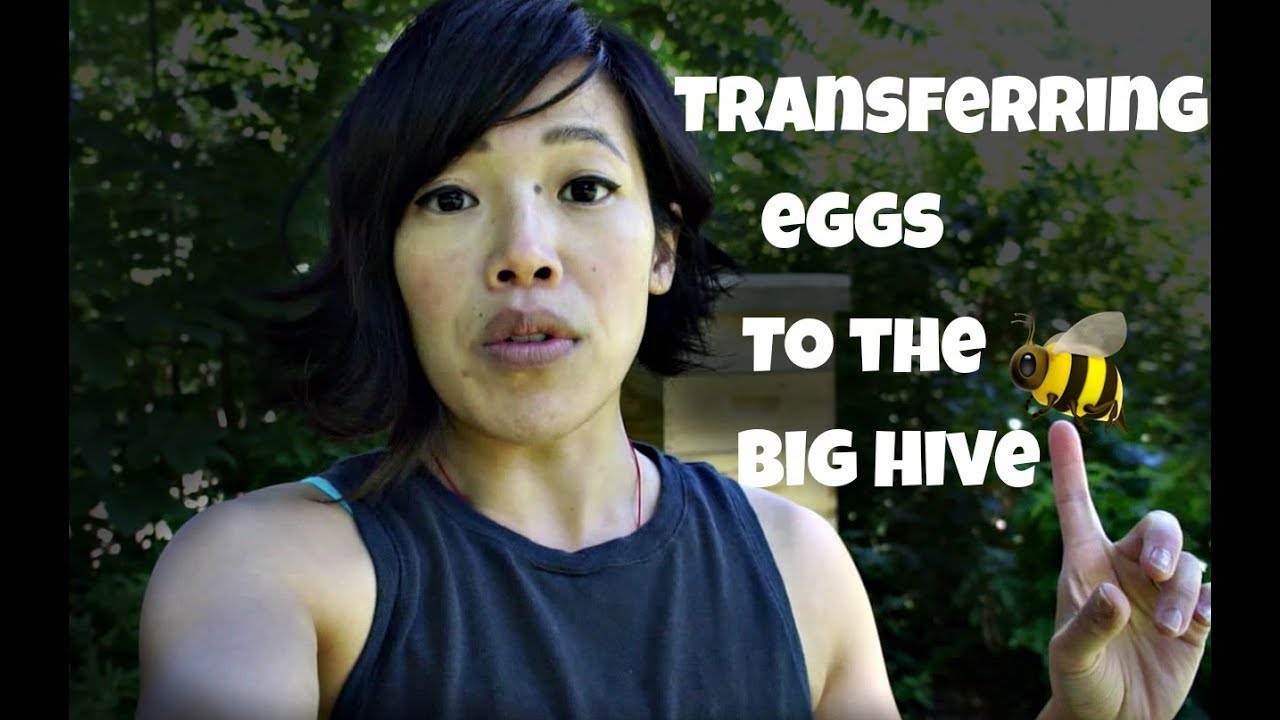 I Find Pink Pollen & Roaring Bees  -- Bee Vlog#15, 2018