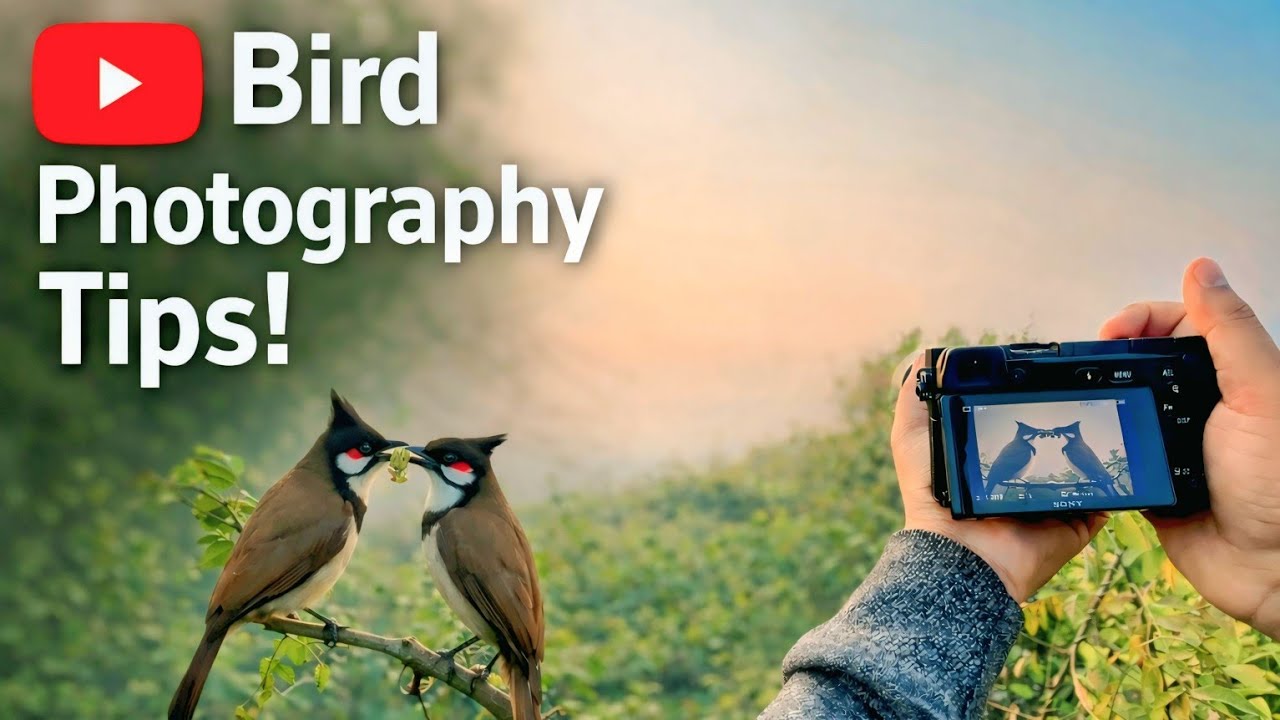 Sony 55-210mm on A6700 / A6100 – Is It Wildlife-Ready? Nature & birds  Photography Review