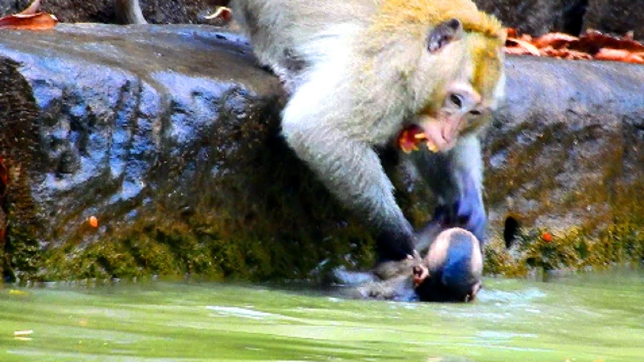 Why monkey fight little monkey in water like this? Why monkey not allow small monkey swim in pool