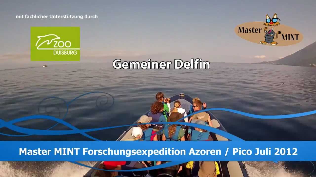 Delfin- und Walforschung Azoren 2012: Gemeiner Delfin