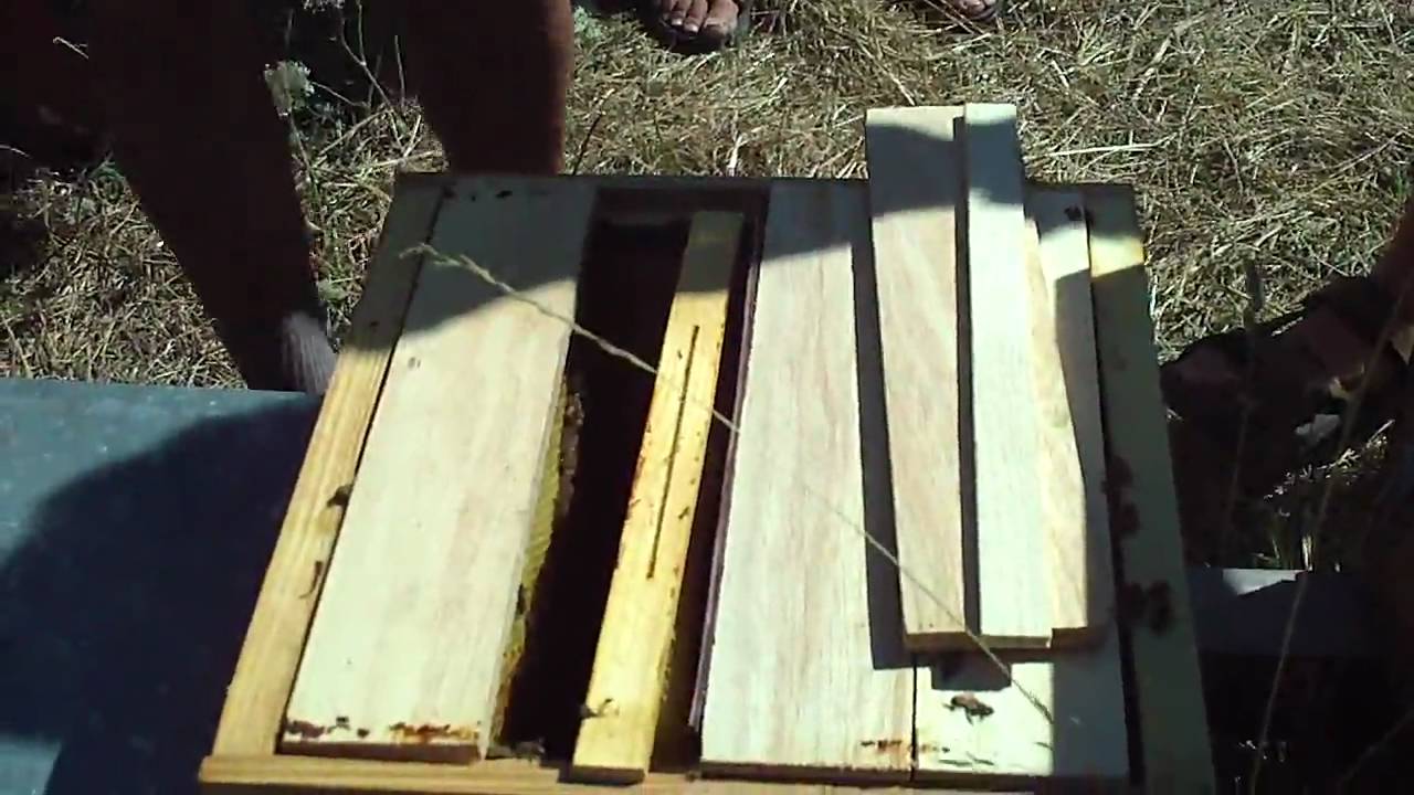 elevage de reine.MOV ruche warré