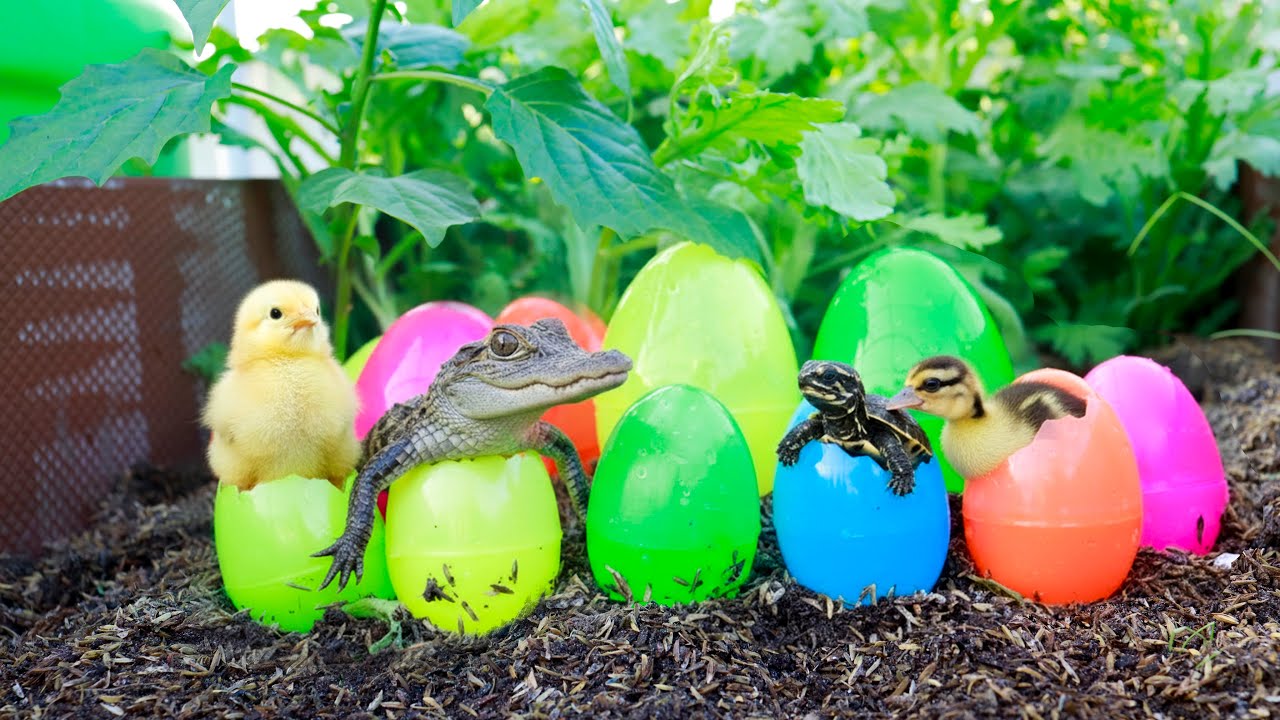 Catch beautiful glass marbles in small rooftop garden, colorful marbles surprise hunt