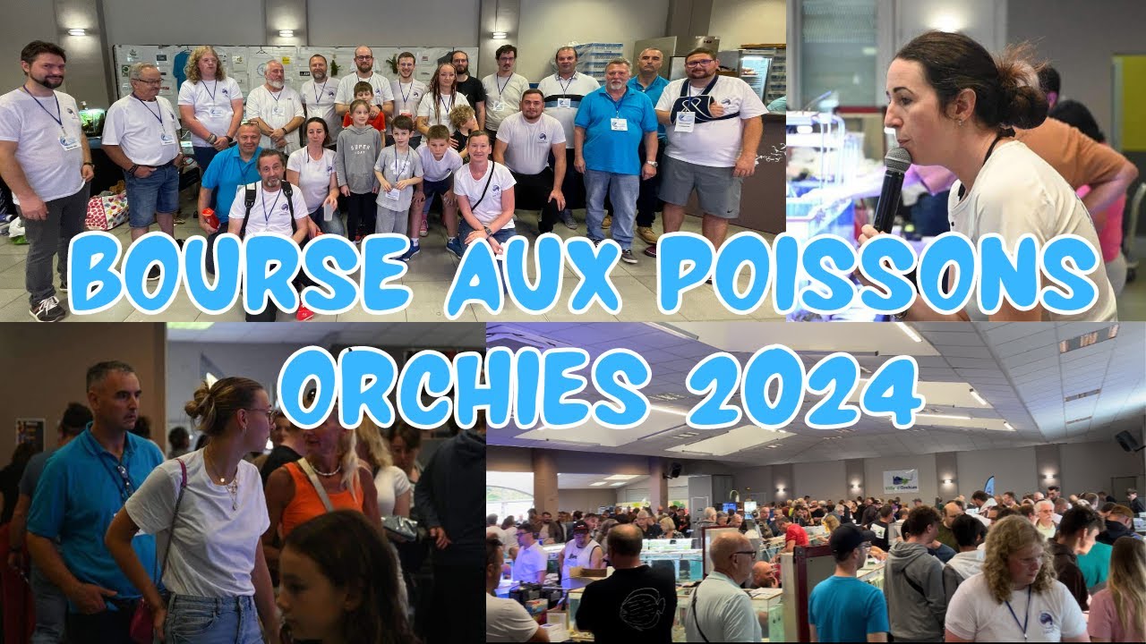 Dans les coulisses de la Bourse aux Poissons de l'Association d'Aquariophilie d'Orchies