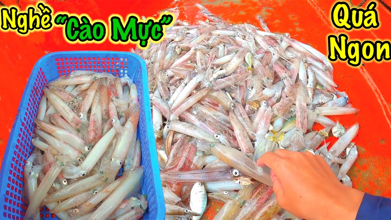 Độc Đáo Nghề “Giã Cào Mực” Của Ngư Dân Phú Quốc | Kéo Lên Toàn Mực Tươi Ngon | Sơn Phú Quốc
