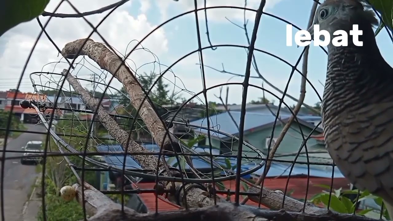 merbuk kampung - minggu ni kasi jolok lepas gian lama tak jolok.