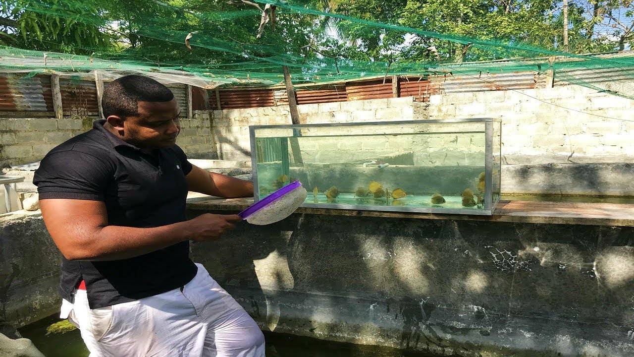 peces disco amazonico en el cridero