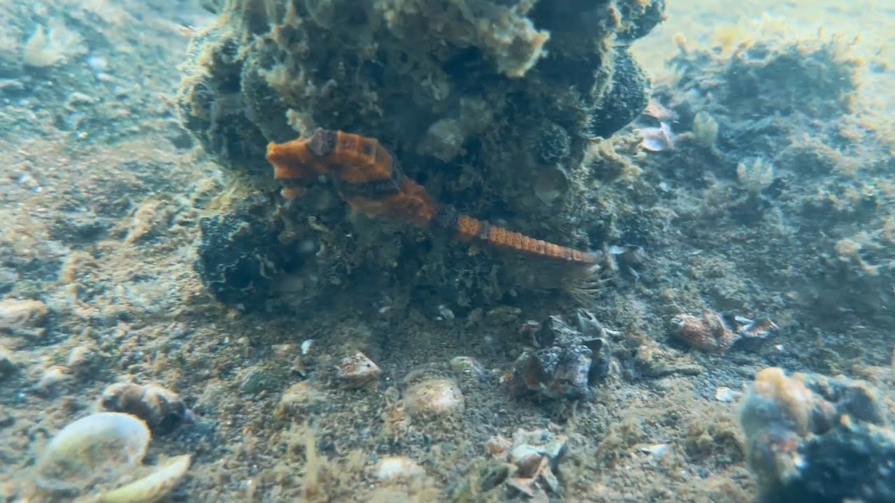 Pesquisadores monitoram presença de cavalos-marinhos na Lagoa de Araruama || portalmultiplix.com