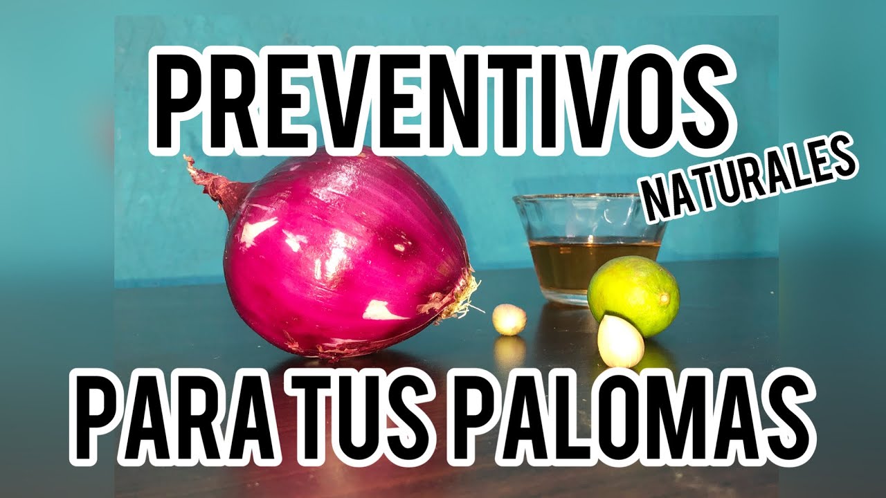 Preventivo natural para palomas