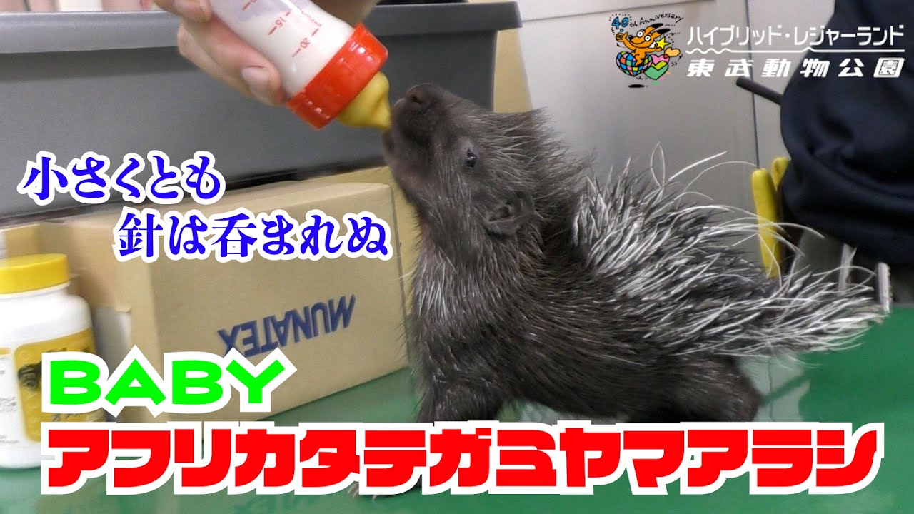 アフリカタテガミヤマアラシの赤ちゃん　＃１