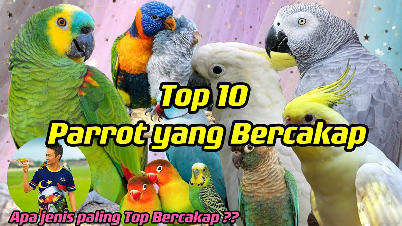 Top 10 Parrot yang Bercakap .   | Malaysia Parrot freefly  - Parrot Singing