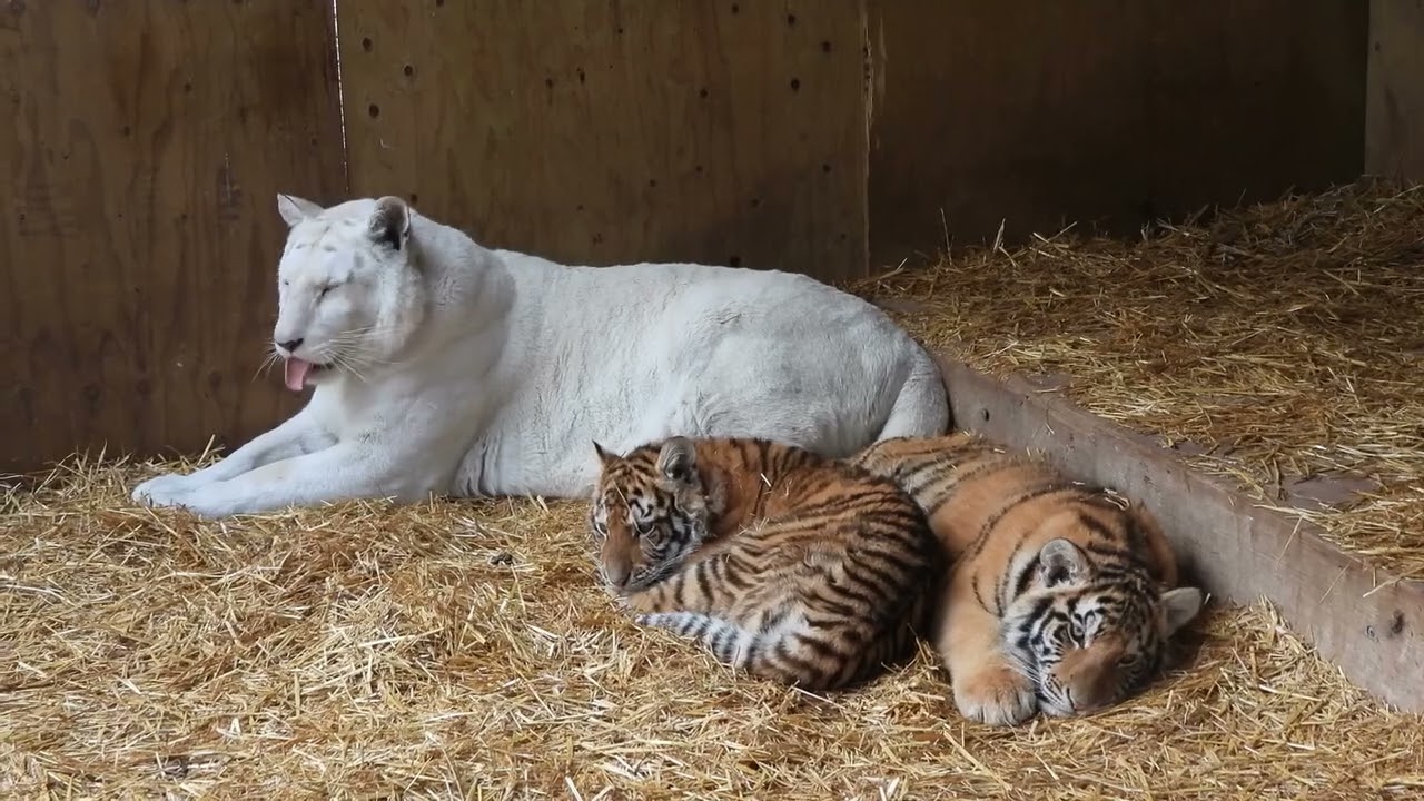 शेरनी बनी बाघ के बच्चों की माँ 😱🐯🦁 | Nature का सबसे अनोखा नज़ारा