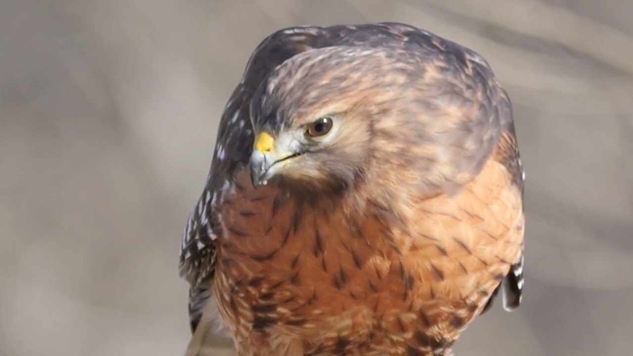 Red-shouldered Hawk