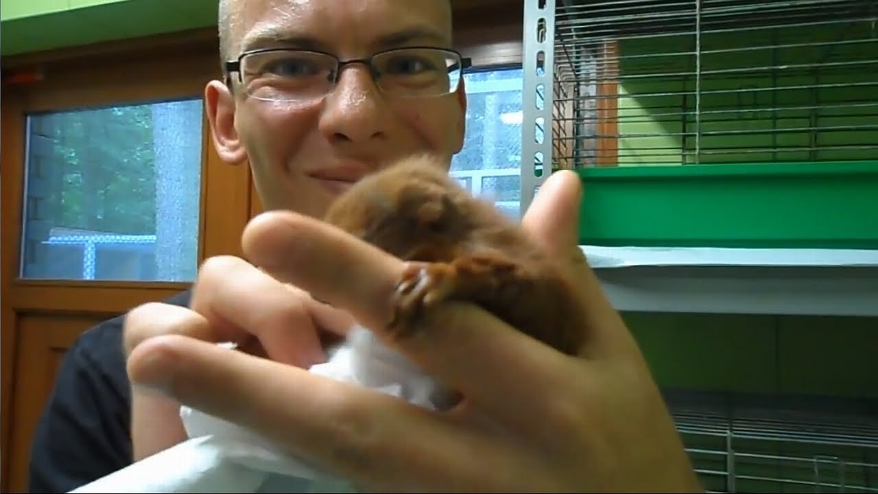Maciej wśr&oacute;d Dzikich - Sciurus vulgaris