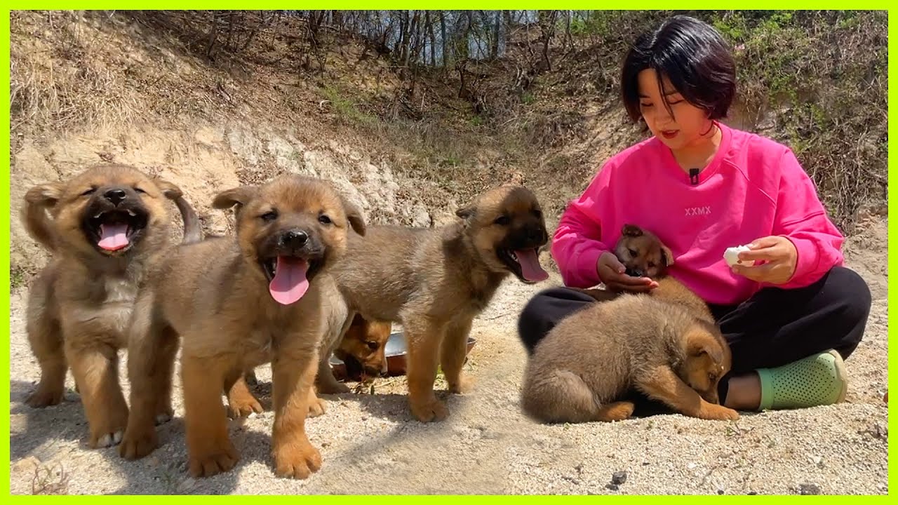 시골 강아지🐶개판 특집2
