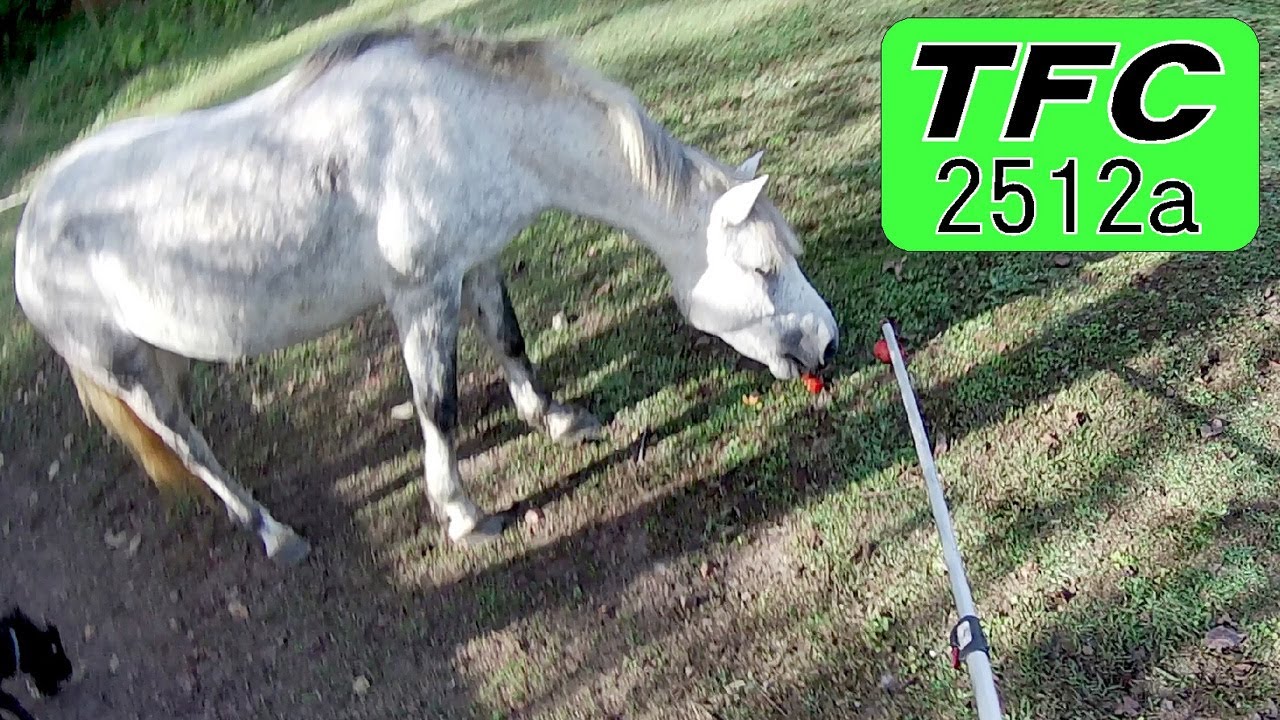 2512a 馬もヤギもカキの実が大好き 】 柿胃石だとー!! たくさんの柿はアブナイ！