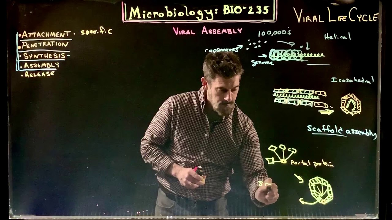 Viral particle Assembly