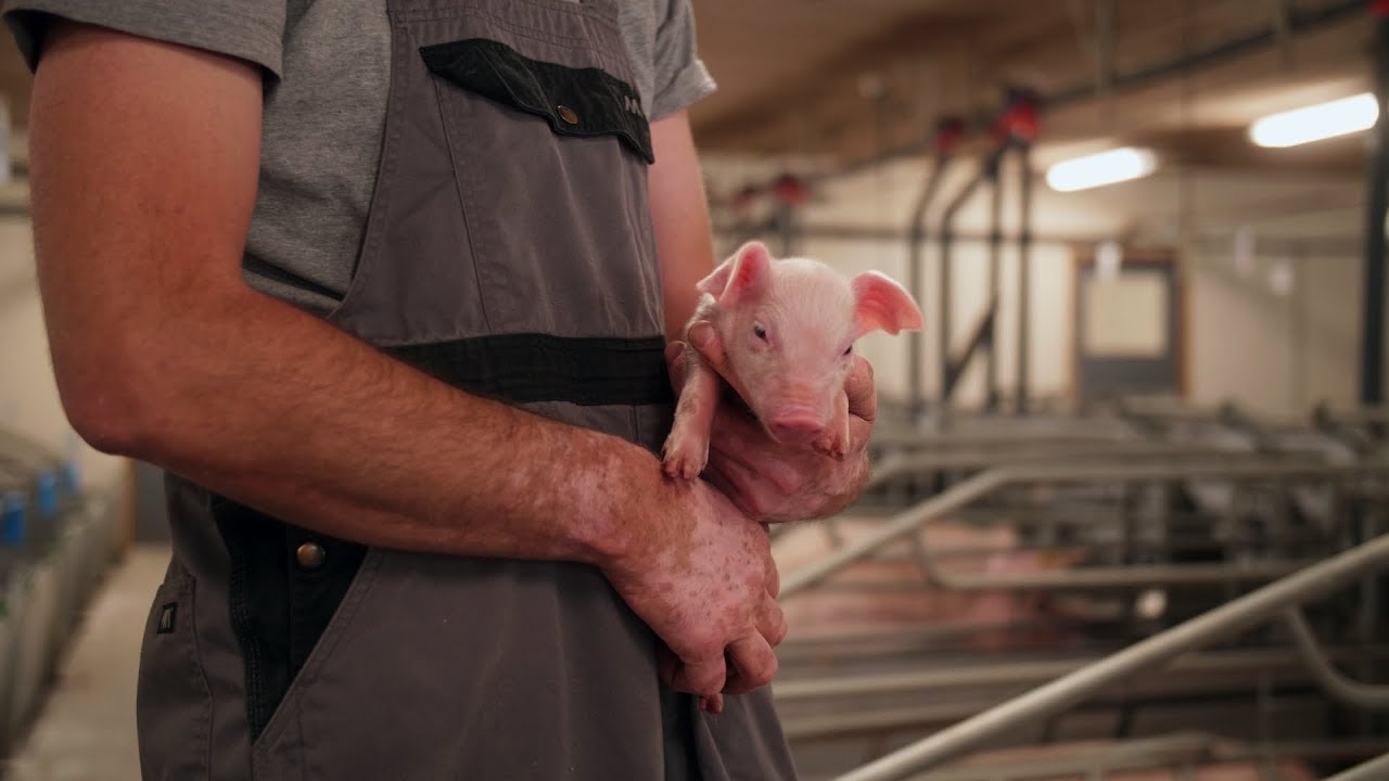 Датский фермер делится своими результатами с продуктом ЕР199