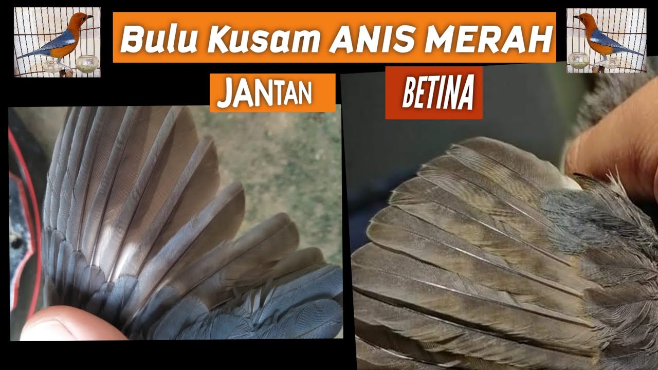 Bulu KUSAM pada Anis Merah Jantan Dan Betina ,tips akurat dlm membedakan jenis kelamin