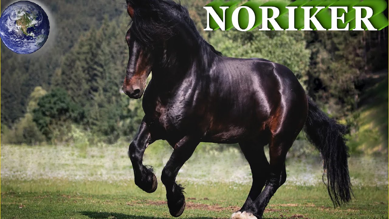 TOP Beautiful Noriker Horse in the World!