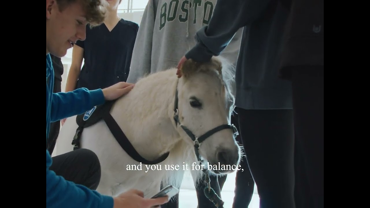 Mini horses as therapy and service animals