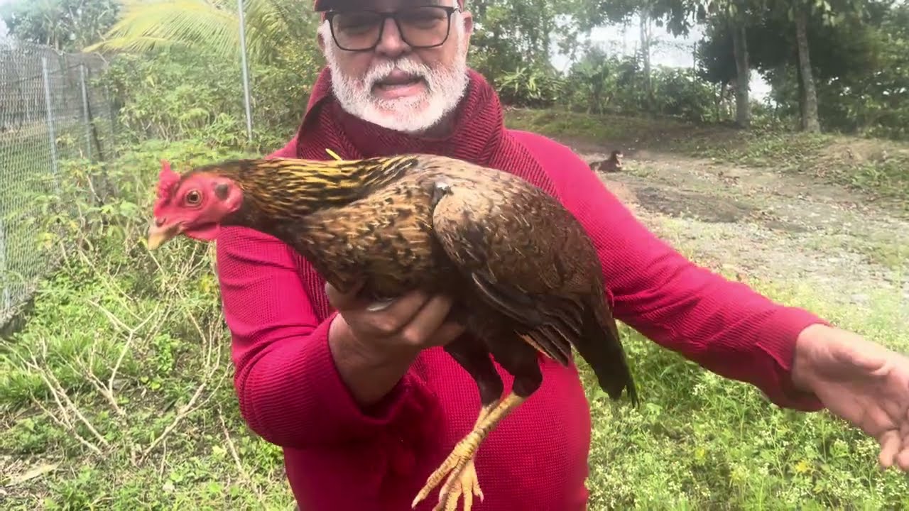 La historia de la gallina dinamita.  🧨 así seleccionamos las gallinas y las eliminamos.P2