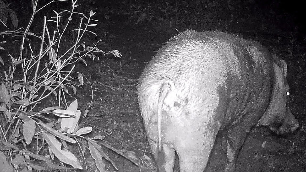 Indian wild Boar 🐗 | Camera trap videos🇮🇳