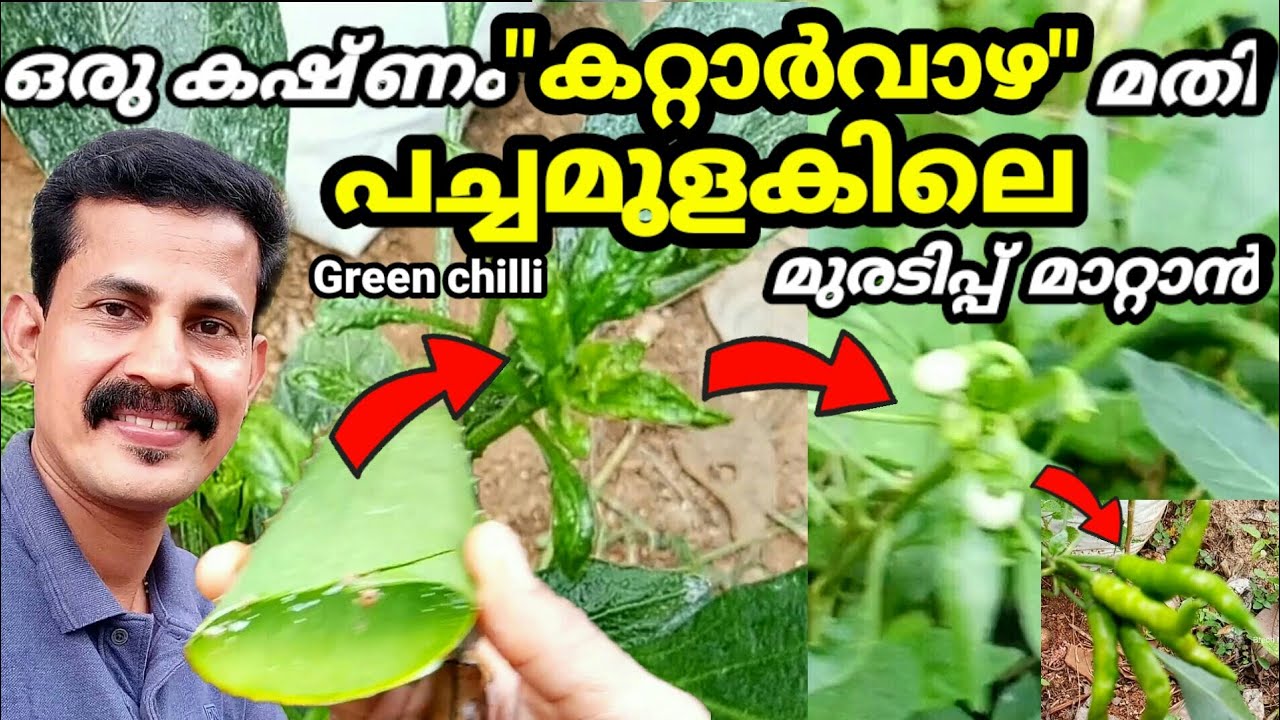 Green chilli leaf curl disease/ഒരു കഷ്ണം കറ്റാർവാഴ മതി പച്ചമുളകിലെ മുരടിപ്പ് മാറ്റാൻ/ BtechMIXMEDIA