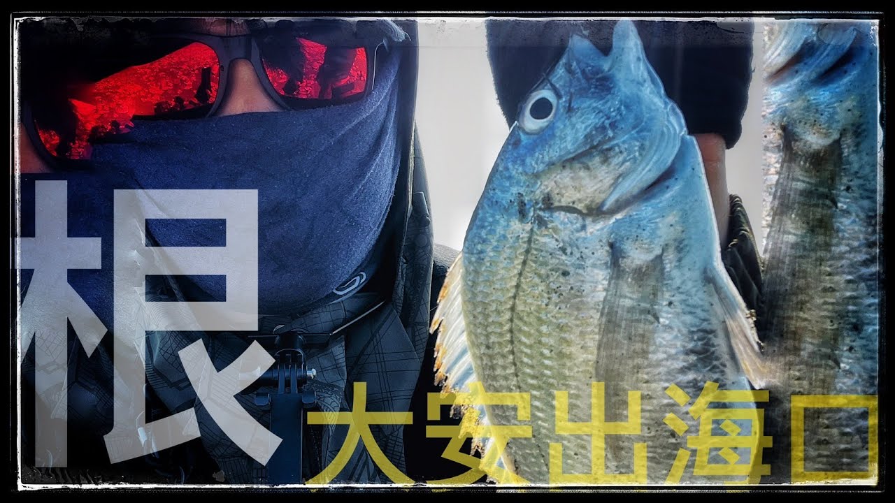 大安溪河口根魚初體驗-怎麼這麼咬阿但是...#大安礫石灘#黑鯛黑格#花身#黑點#瓜瓜#海水路亞