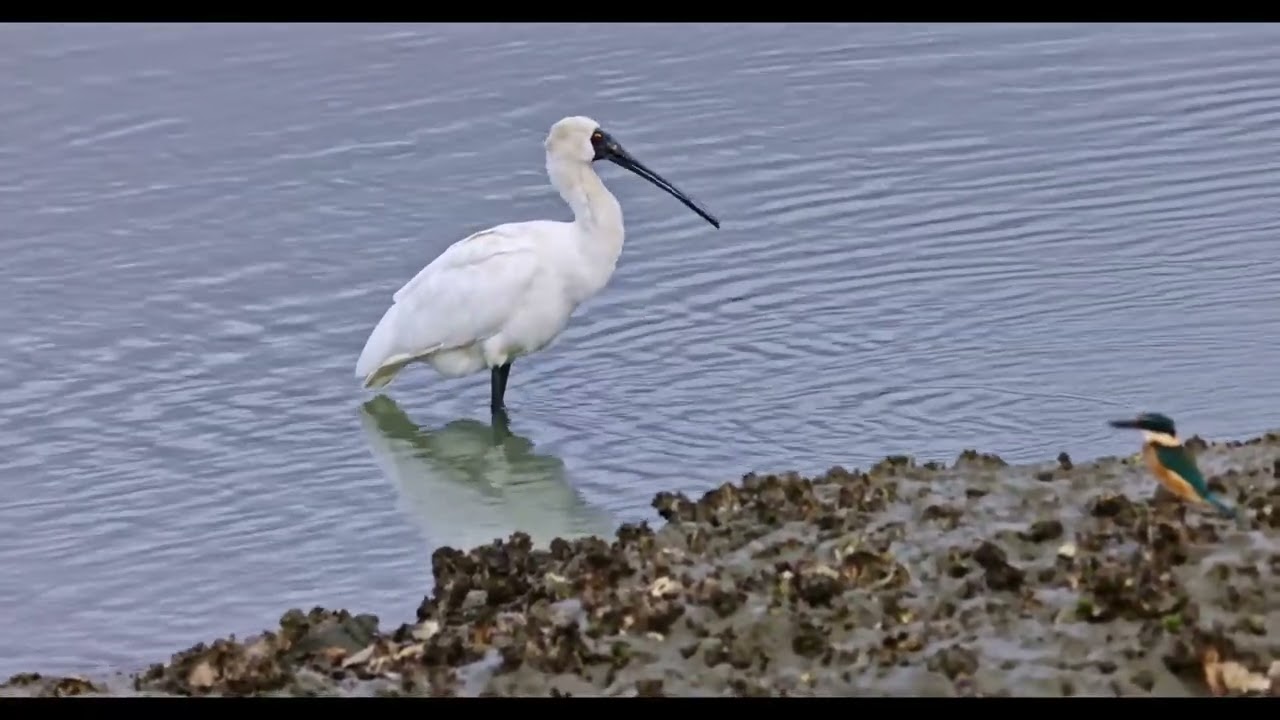 Spoonbill feeding