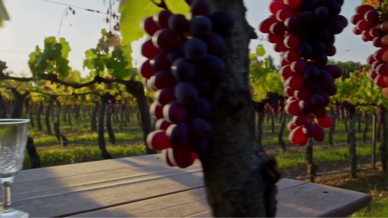 Ambience Videos | Vineyard at Harvest — Birds & Insect Hush for Focus & Sleep