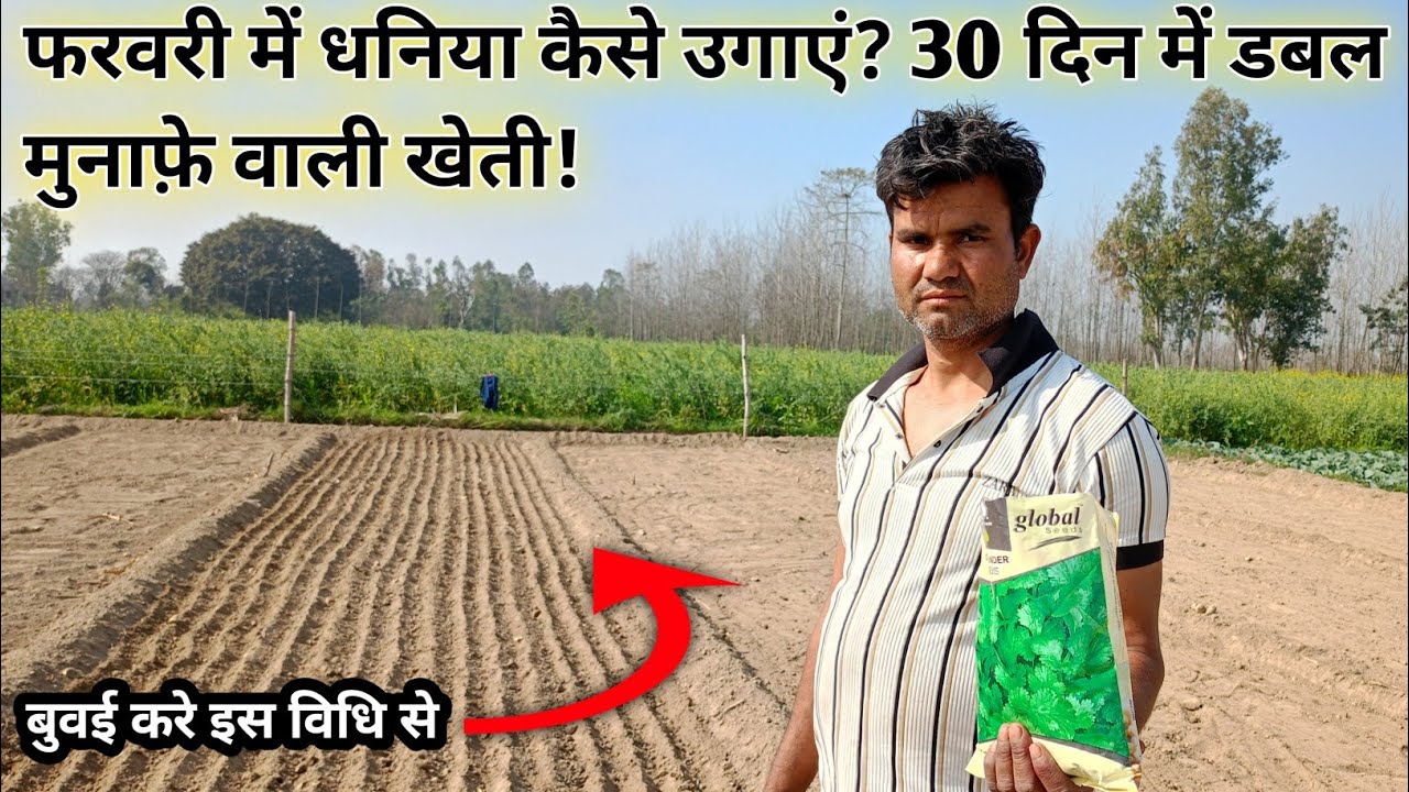 फरवरी में धनिया कैसे उगाएं? 30 दिन में डबल मुनाफ़े वाली खेती! बुबाई इस विधि से करें |#dhaniya#kheti 