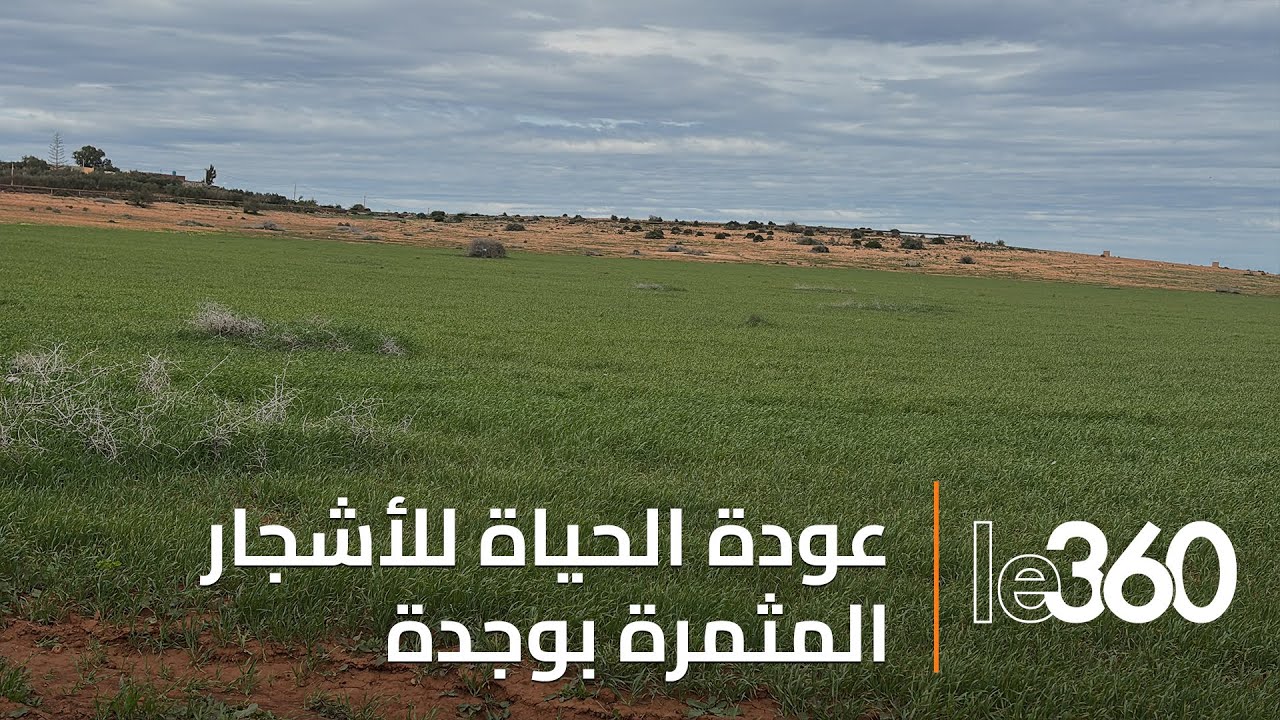 التساقطات المطرية تُحيي الأشجار المثمرة في وجدة وتخفف العبء عن الفلاحين
