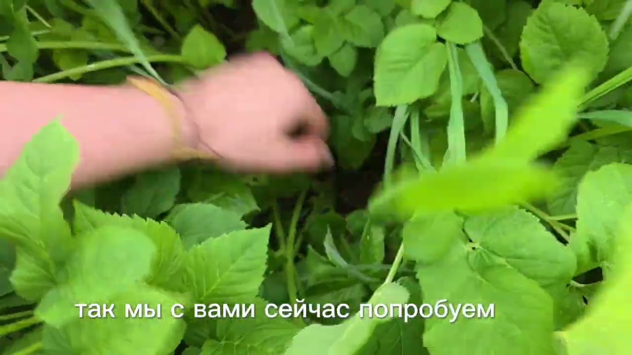 Свербига восточная - лучший съедобный дикорос из детства!