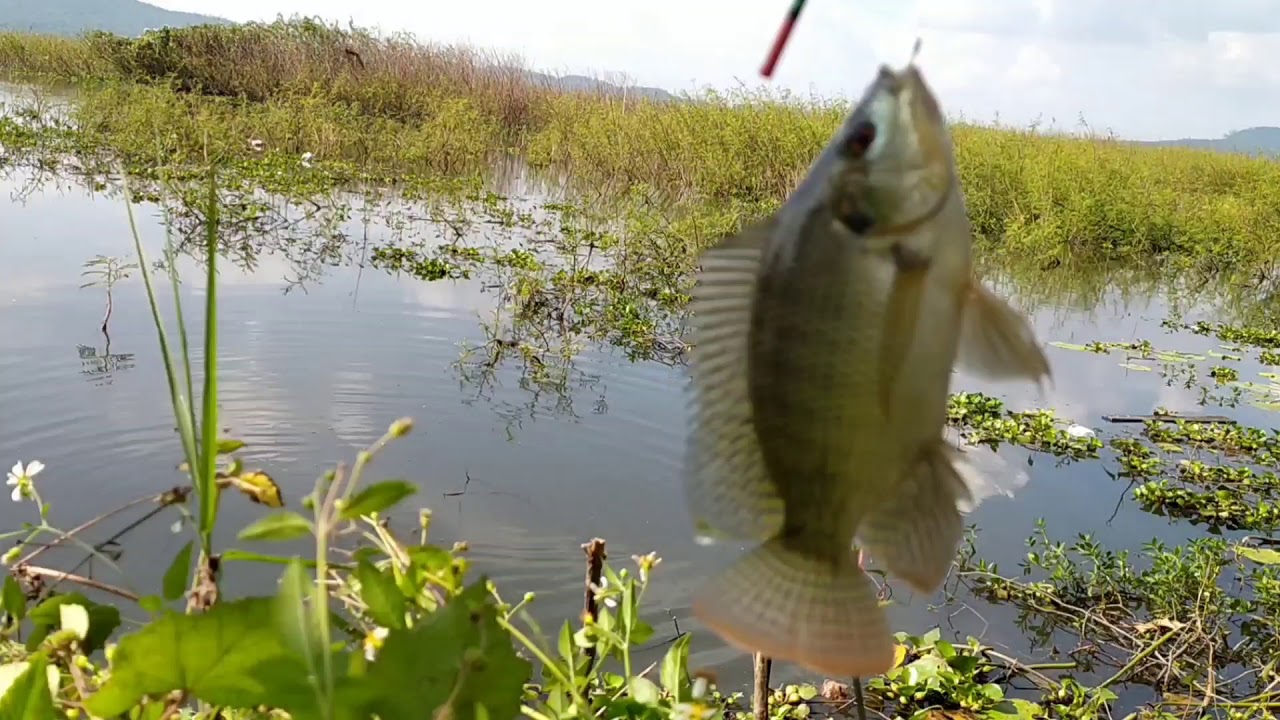 Spot bejalen pinggiran