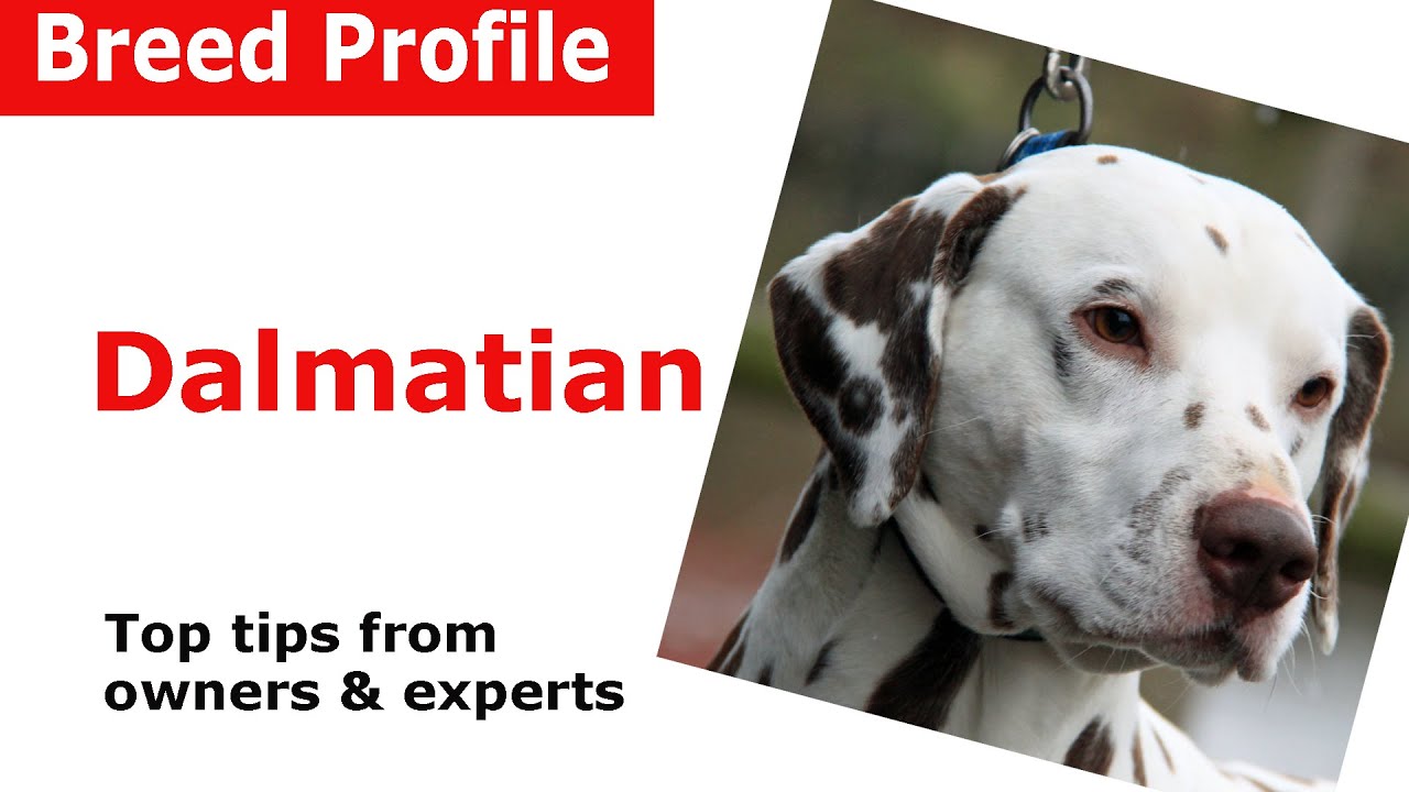 Dalmatian Dog Breed Guide