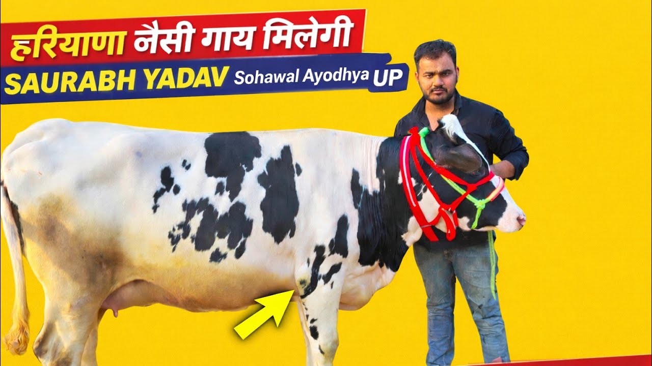 हरियाणा जैसी गाय मिलेगी इस डेयरी फार्म पर,Saurabh Yadav Dairy Farm Sohawal Ayodhya Uttar Pradesh 