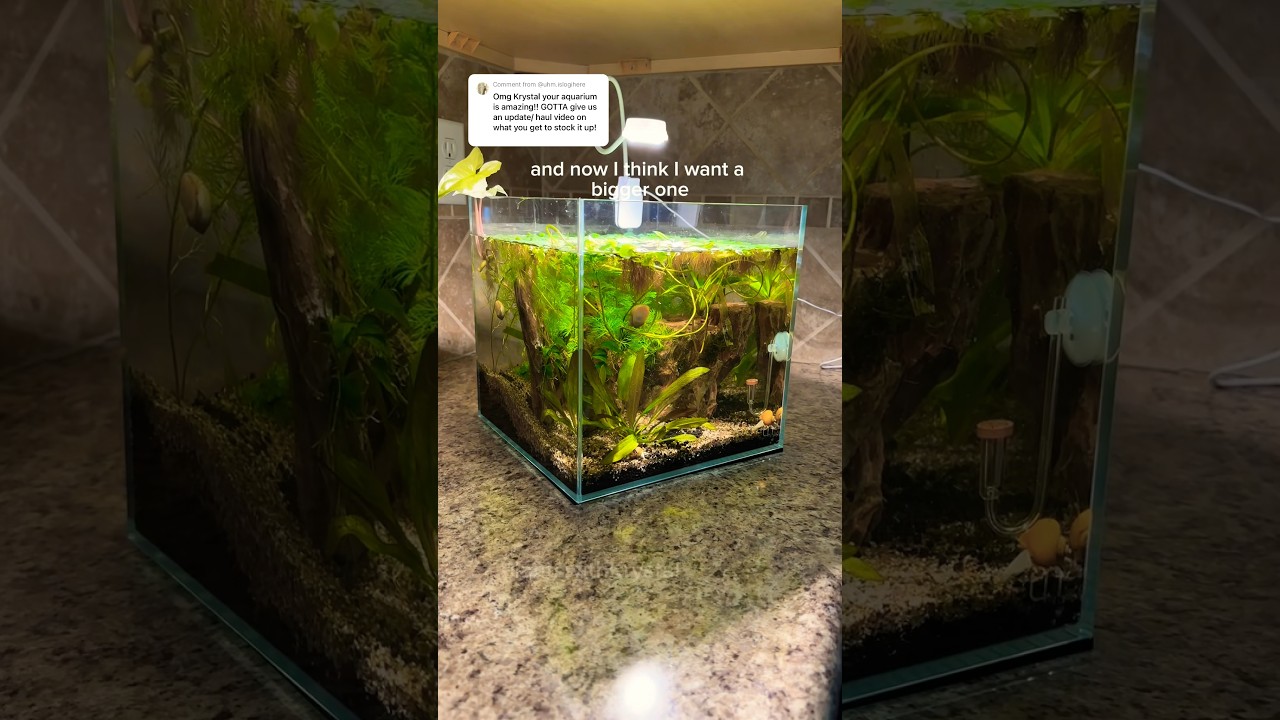 Creating my nano aquarium for aquatic plants #aquascape #aquaticplants #plantlovers