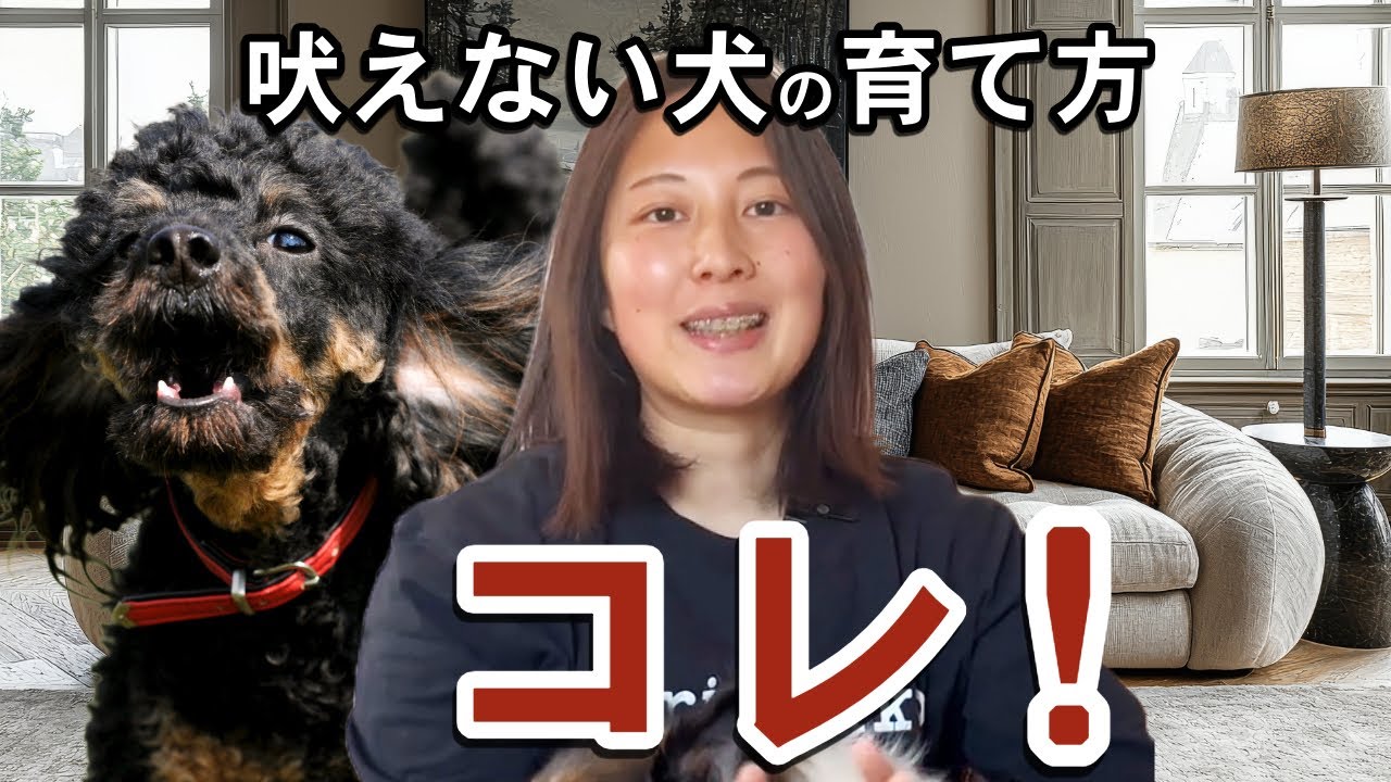【興奮吠え】最も効果のある吠えのしつけ方法は〝吠えを別の行動にすり替える〟こと