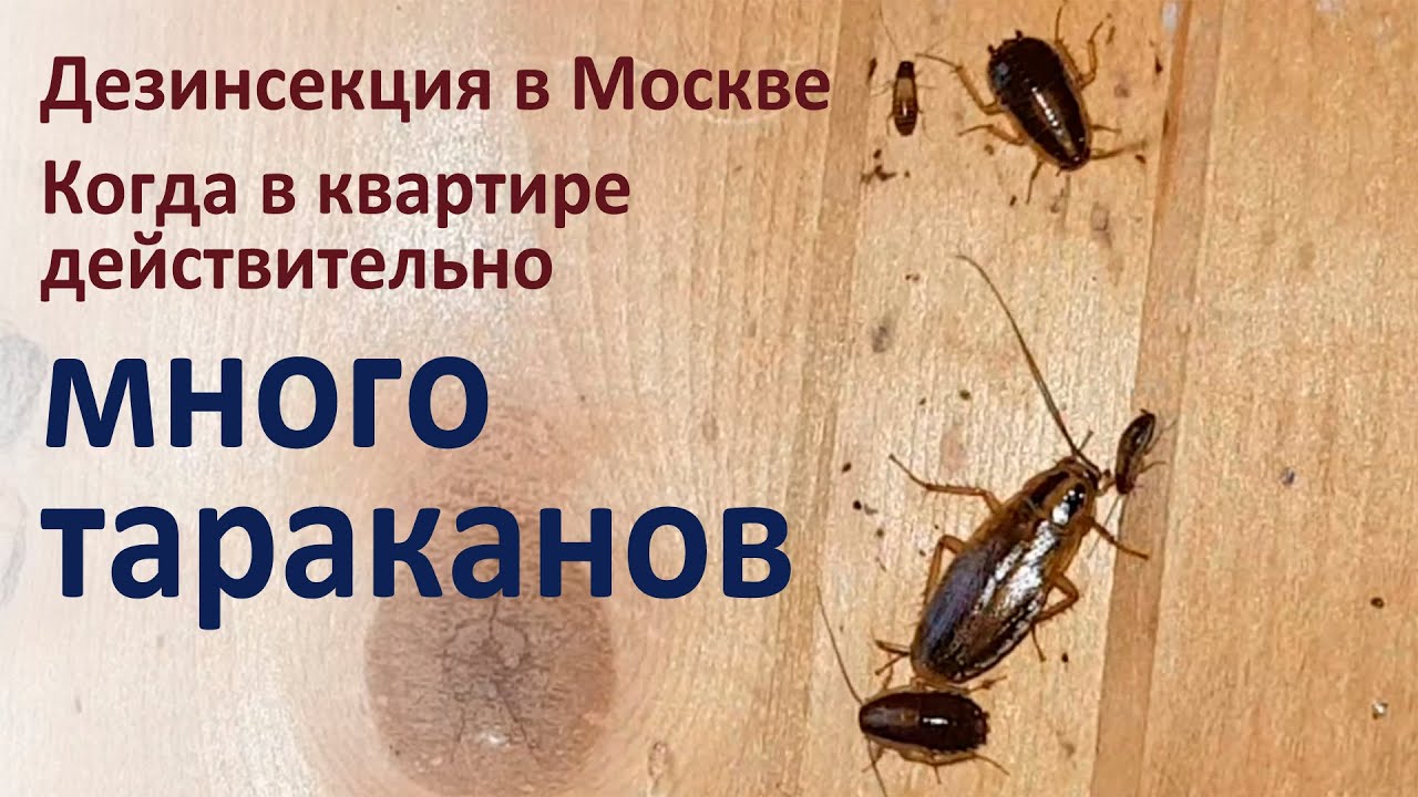 Очень много тараканов в квартире. Не допускайте у себя такого!