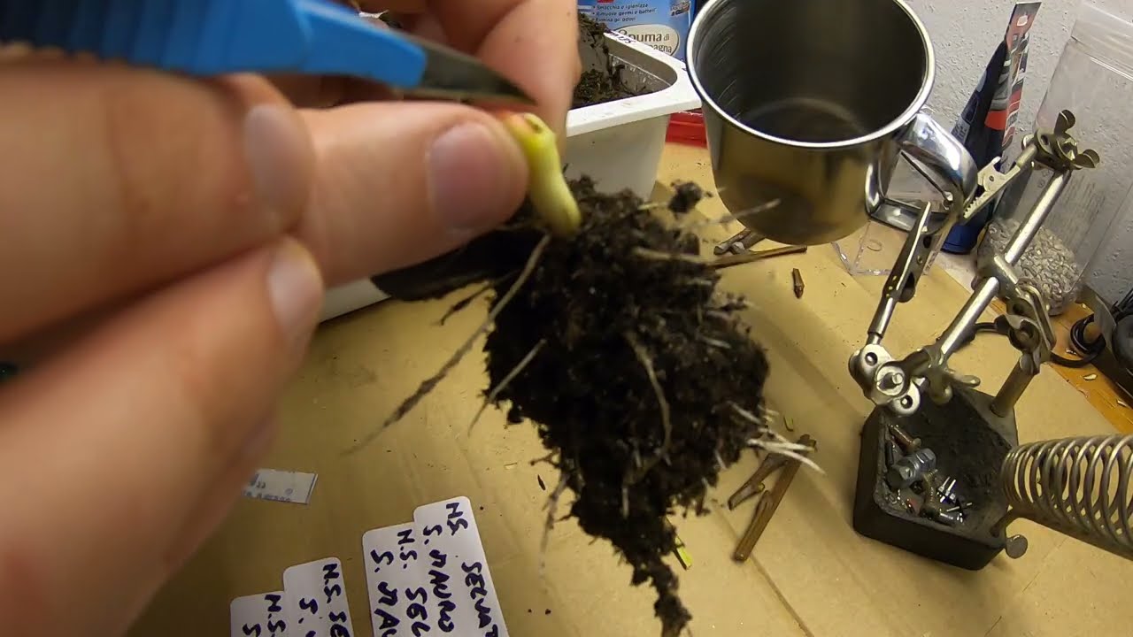 Innesto su ipocotile del Castagno - Chestnut Ipocotyl Grafting