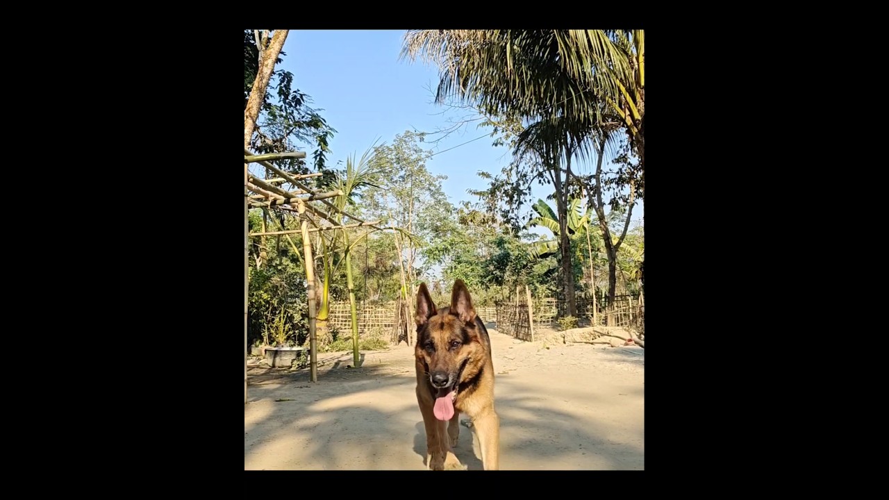 Assam Village German Shepherd Ride Out-Magh Bihu special 