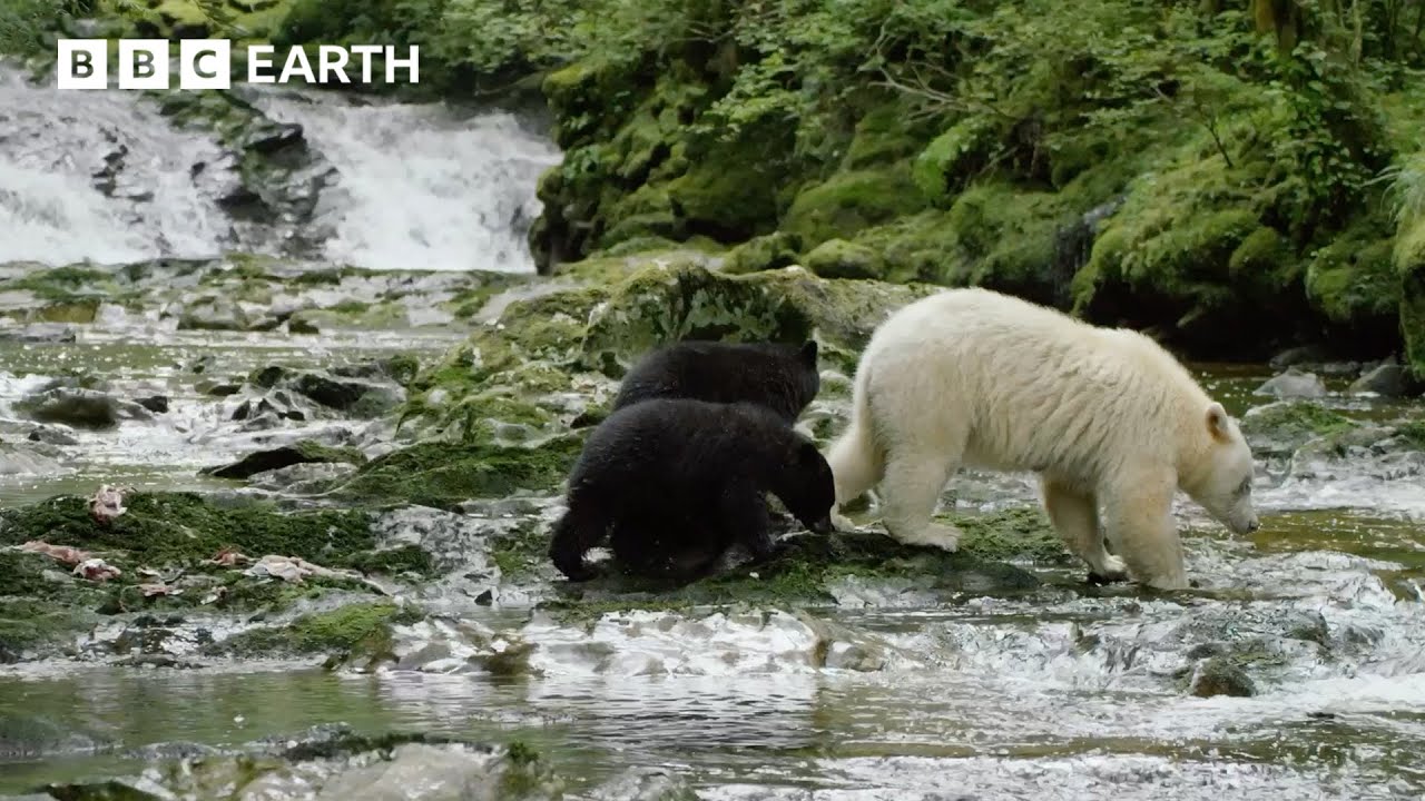 Mothers Of The Natural World | BBC Earth | BBC Studios