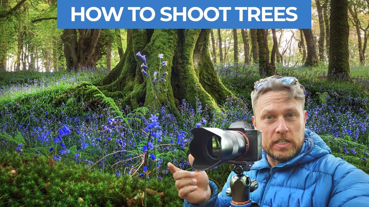 How to Photograph Trees and Forests