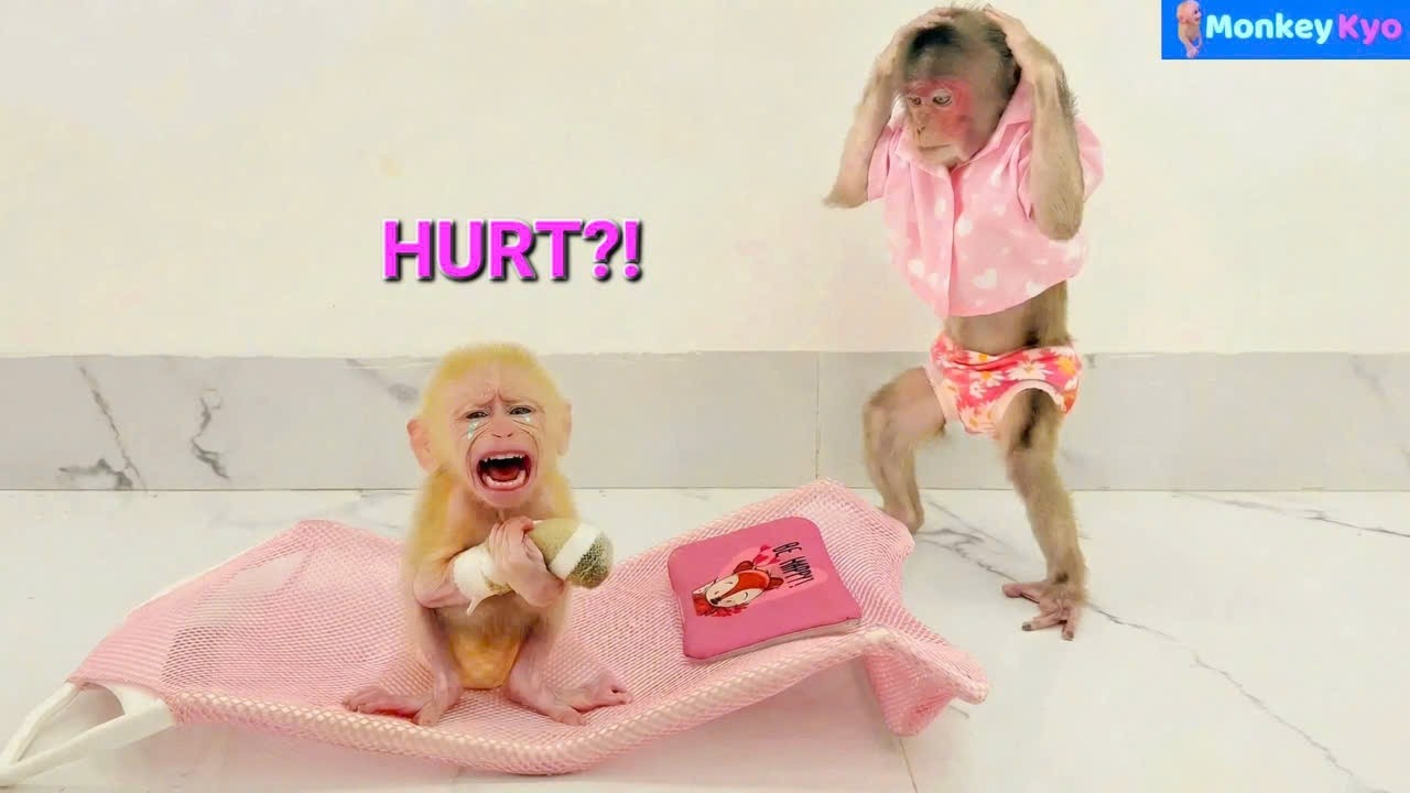 Dad, I’m in Pain! – What Happened to Baby Monkey BuNa?
