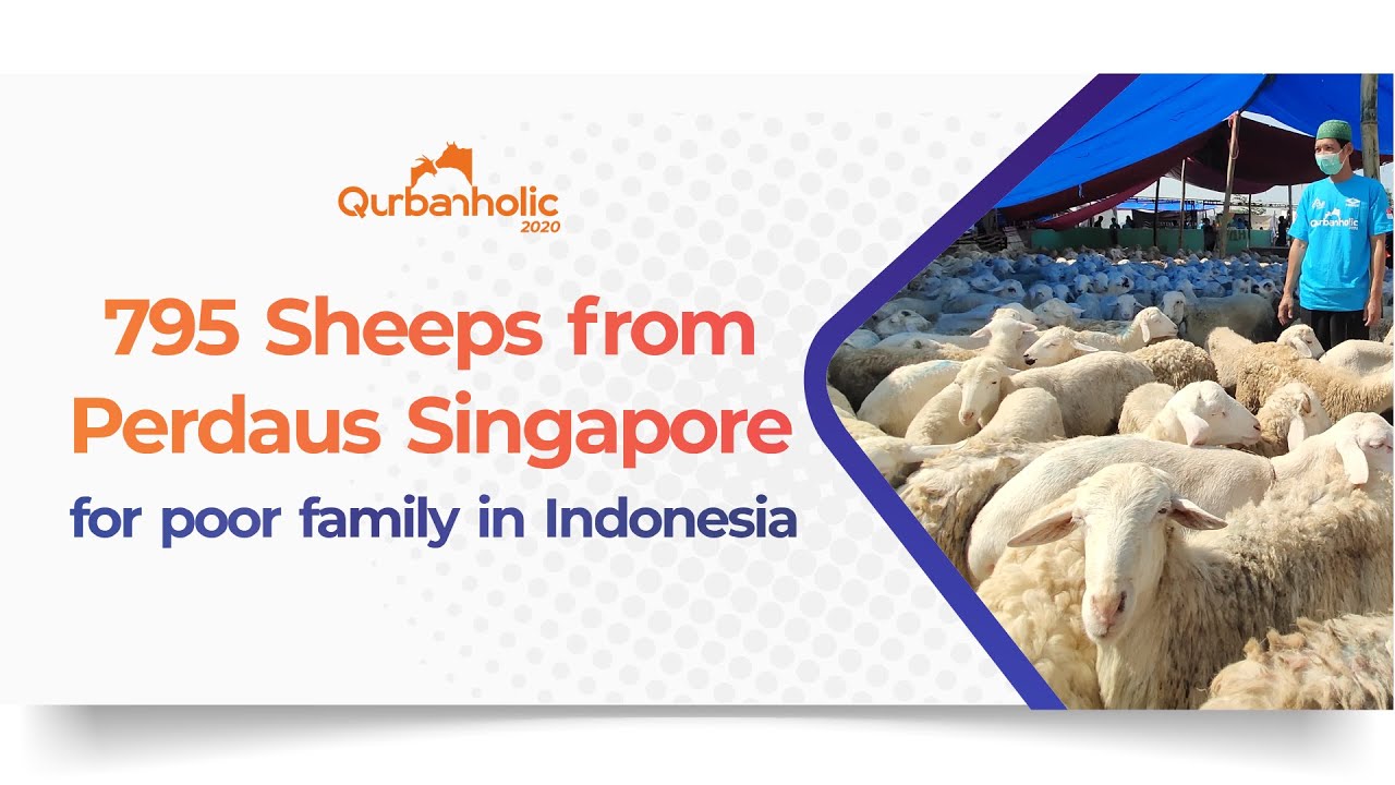 795 Sheeps from Perdaus Singapore for poor family in Indonesia - Laznas LMI