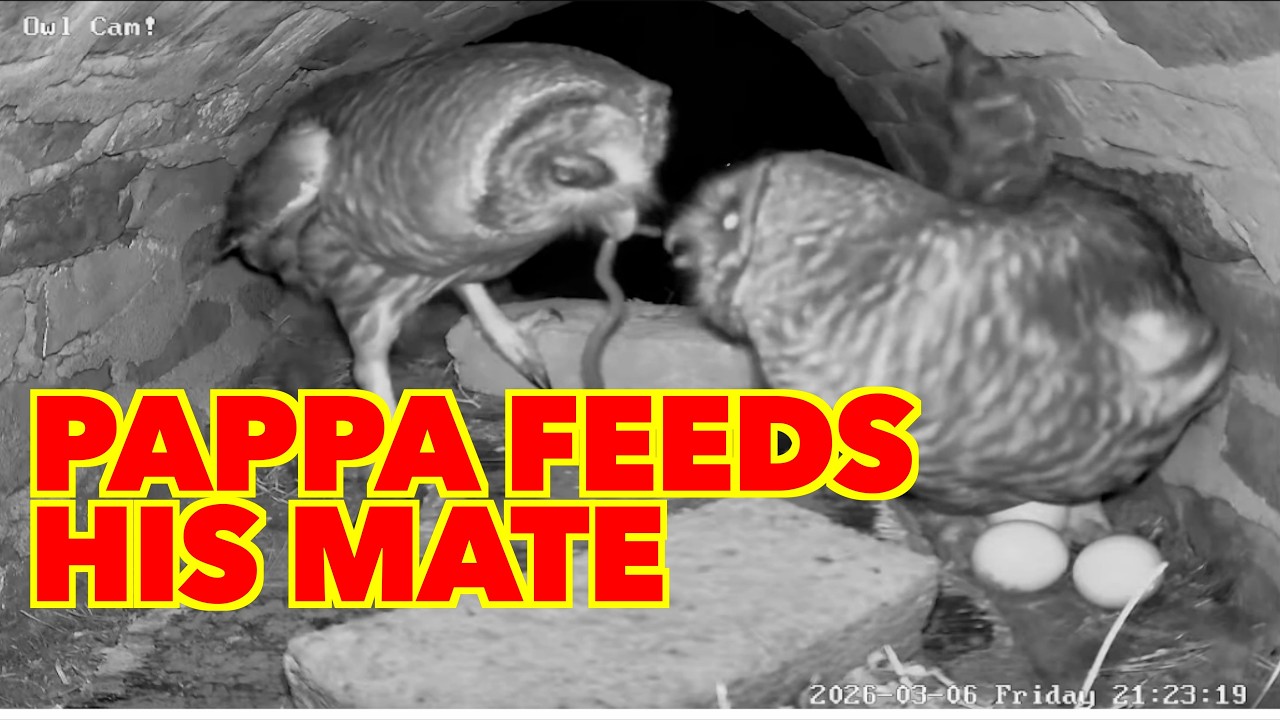 Owl Cam LIVE: Night 4 stream