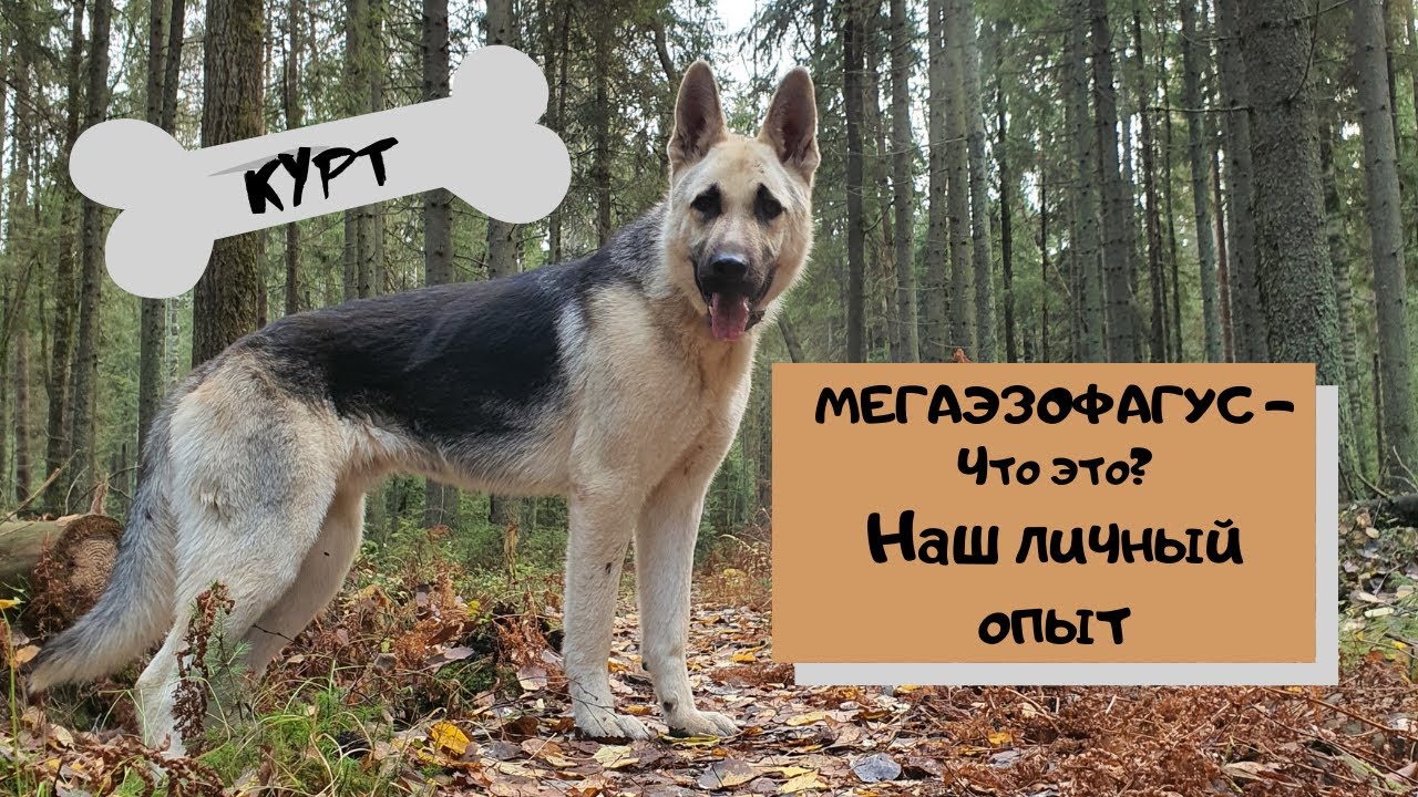 МЕГАЭЗОФАГУС - что это такое? Наш личный опыт